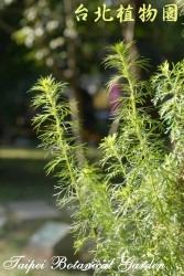 茵陳蒿，莖的圖片