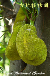 波羅蜜，特寫果實的圖片