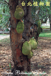 波羅蜜，枝幹掛生果實的圖片