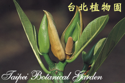 波羅蜜，雄花的圖片