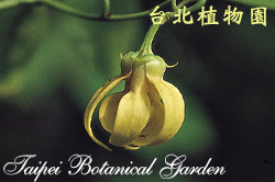 鷹爪花，花朵的圖片