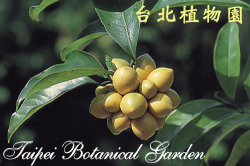 鷹爪花，果實的圖片