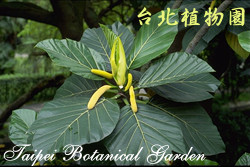 麵包樹，葉子的圖片