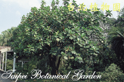 麵包樹，樹的圖片