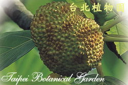 麵包樹，果實的圖片