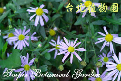 馬蘭，花朵的圖片