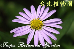 馬蘭，花朵的圖片