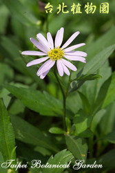 馬蘭，花朵與葉子的圖片