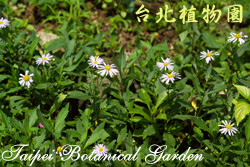 馬蘭，花朵與葉子的圖片