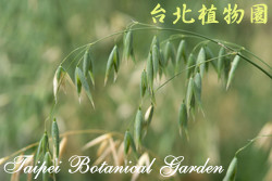 燕麥，葉子的圖片