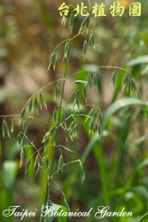 燕麥，葉子的圖片