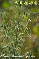 燕麥，葉子的圖片