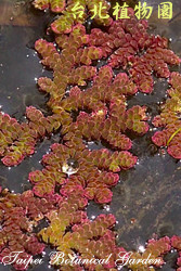 滿江紅，葉子的圖片(葉呈紅色)