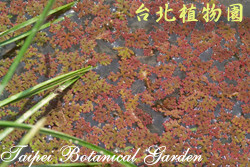 滿江紅，佈滿水面的圖片(葉呈紅色)