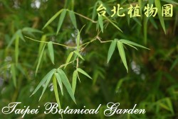 硬頭黃竹，葉子的圖片