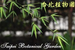 硬頭黃竹，枝條與葉的圖片