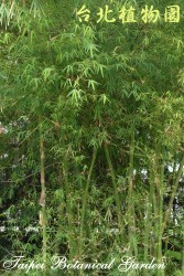 硬頭黃竹，整株的圖片