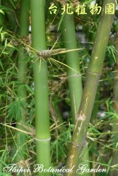 硬頭黃竹，枝節的圖片
