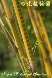 蘇枋竹，莖的圖片