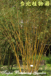 蘇枋竹，樹的圖片