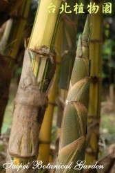 林氏刺竹，竹筍的照片