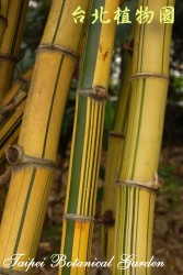 林氏刺竹，枝節的照片