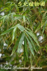 林氏刺竹，葉子的圖片