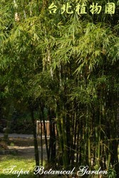 烏葉竹，全株的圖片