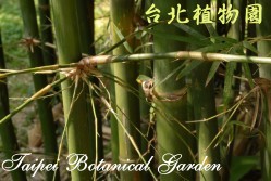 烏葉竹，莖的圖片