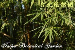 烏葉竹，葉子的圖片