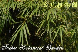 烏葉竹，葉子的圖片