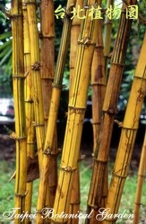 金絲竹，莖的圖片