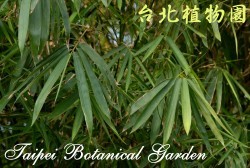 泰山竹，葉子的圖片