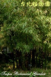 泰山竹，全株的圖片