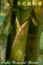 泰山竹，莖的圖片