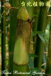 泰山竹，莖的圖片