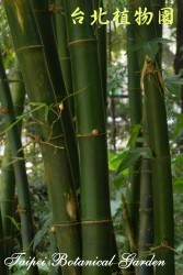 泰山竹，莖的圖片