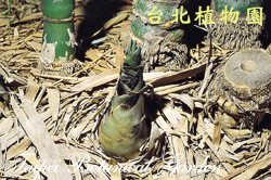 短節泰山竹，竹筍的圖片