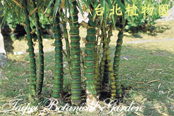 短節泰山竹，枝幹的圖片