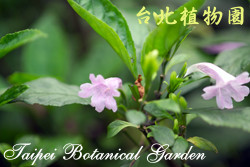 馬藍，花朵與葉子的圖片