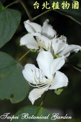 白花羊蹄甲，花朵的圖片(特寫)