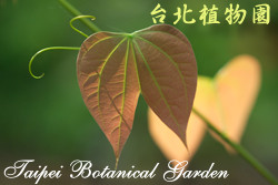 菊花木，葉子的圖片