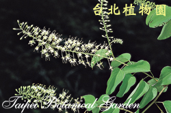 菊花木，花朵的圖片