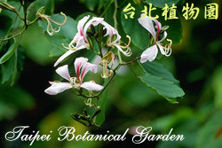 洋紫荊，花朵的圖片