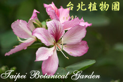 羊蹄甲，花朵的圖片