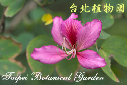 羊蹄甲，花朵的圖片