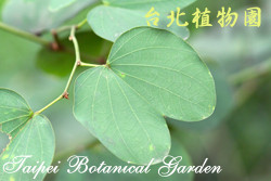 羊蹄甲，葉子的圖片