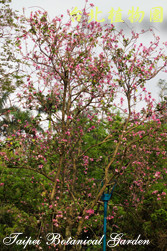 羊蹄甲，樹的圖片