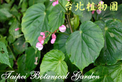 溪頭秋海棠，花與葉的圖片