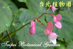 溪頭秋海棠，花朵的圖片